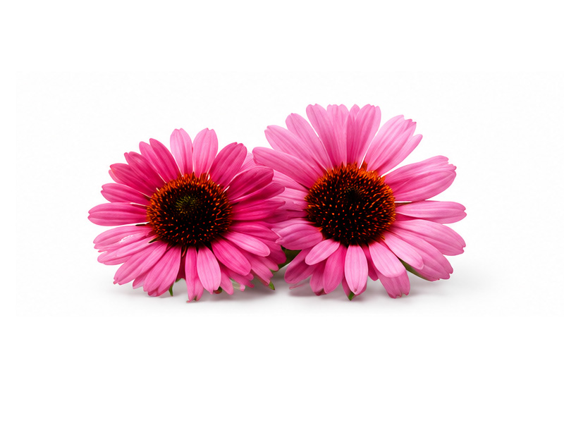 Echinacea Purpurea Extract